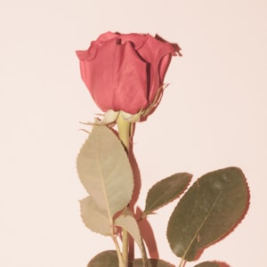 Ruby Rose Amp Gary Go - Guilty Pleasure(The Mighty Fools Rmx)-女DutchHouse
